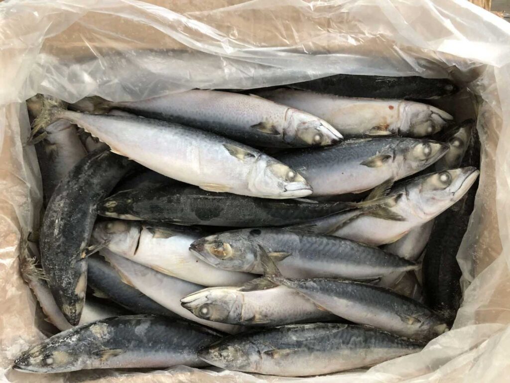 cá nục bông đông lạnh 15 con/kg