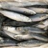 Cá nục bông 15 con/kg