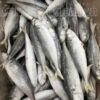 Cá nục bông đông lạnh size 8-10 con/kg