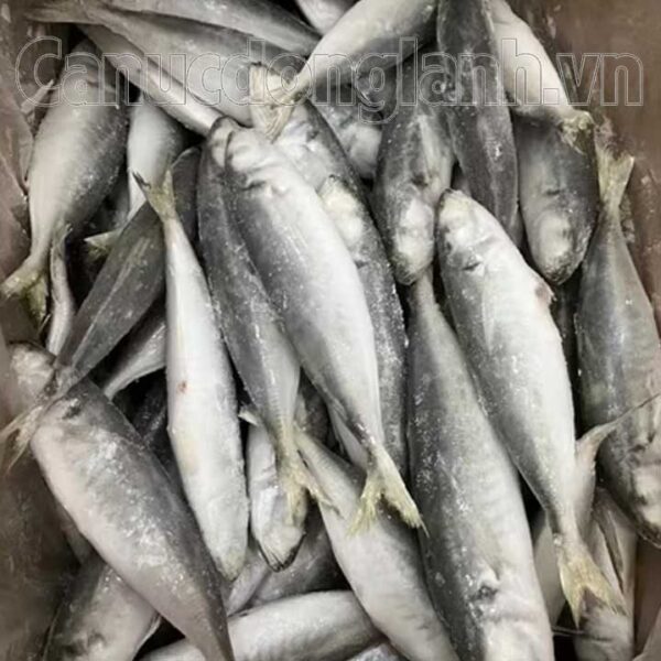 Cá nục bông đông lạnh size 8-10 con/kg