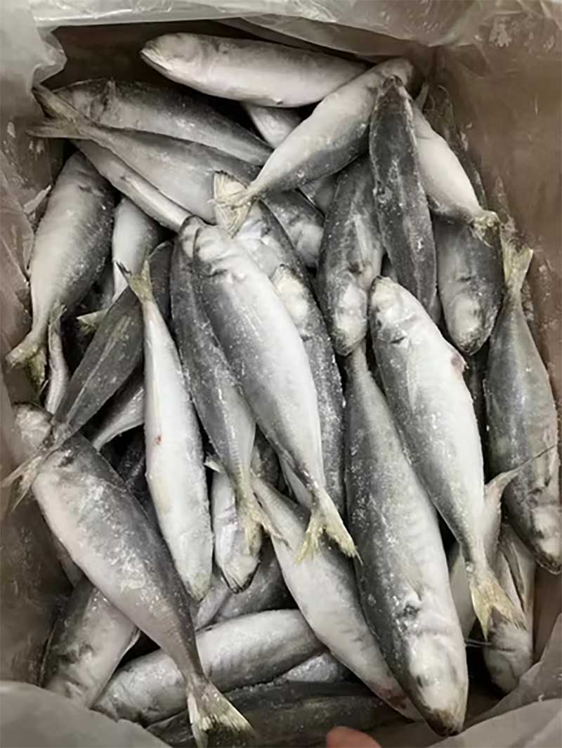 Cá nục bông đông lạnh 8-10 con/kí