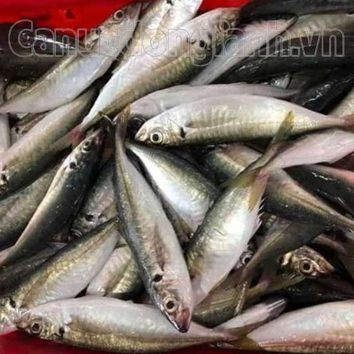 Cá Nục Gai Size 12-15 Con/kg