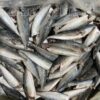 Cá nục gai đông lạnh size 20 con/kg trở lên