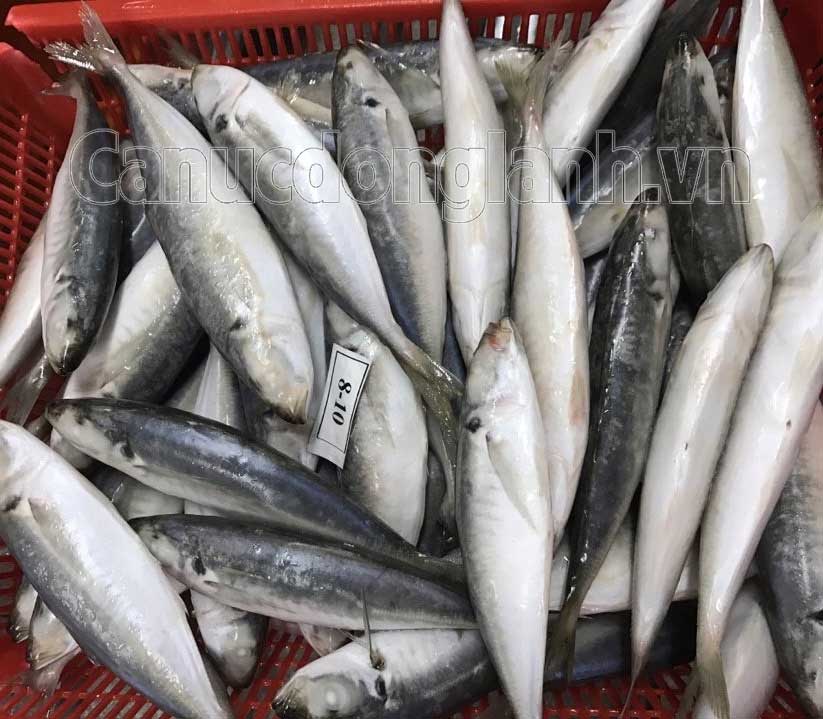 cá nục gai đông lạnh size 8-10 con