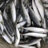 cá nục gai đông lạnh size 8-12 con/kg