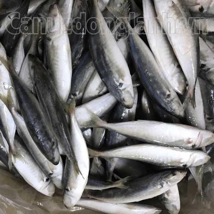 cá nục gai đông lạnh size 8-12 con/kg