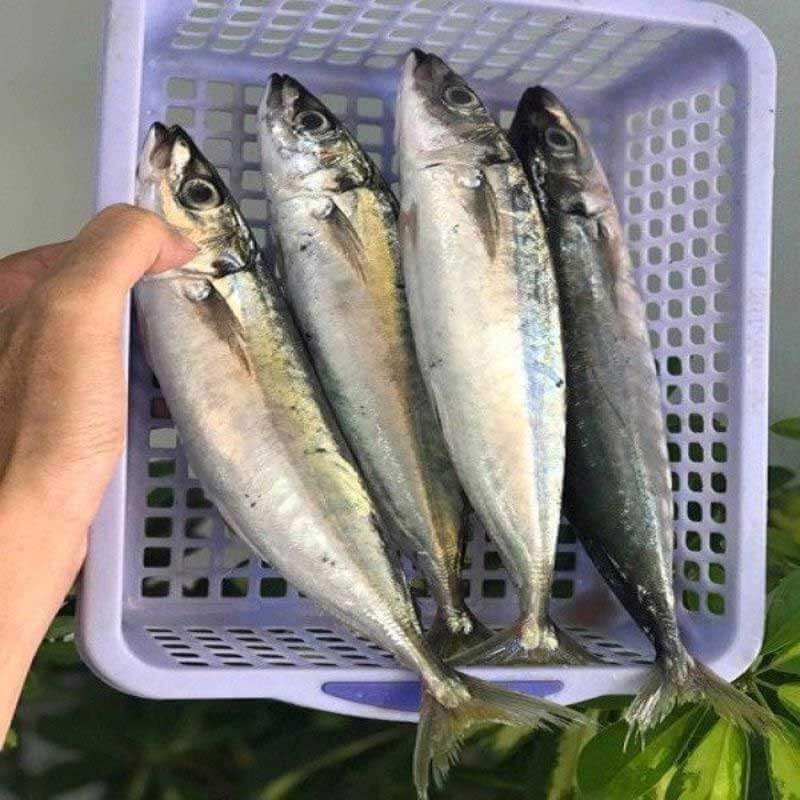 Cách chọn cá nục gai tươi