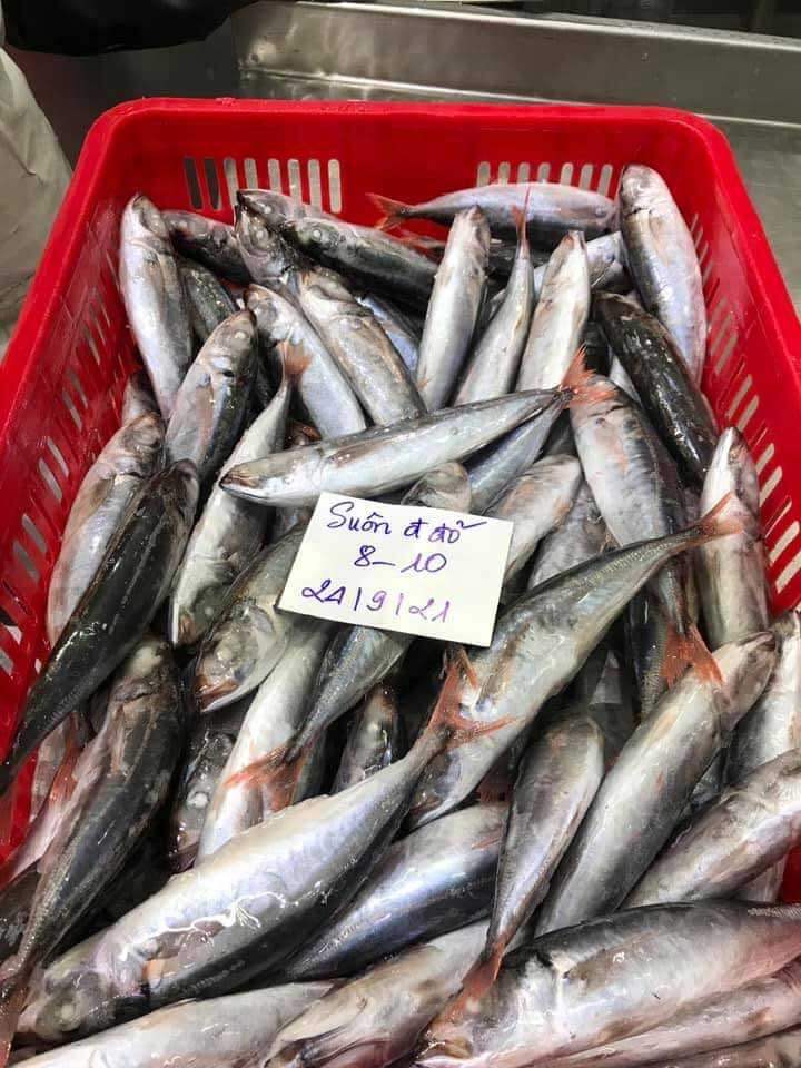 Cá nục suôn đuôi đỏ