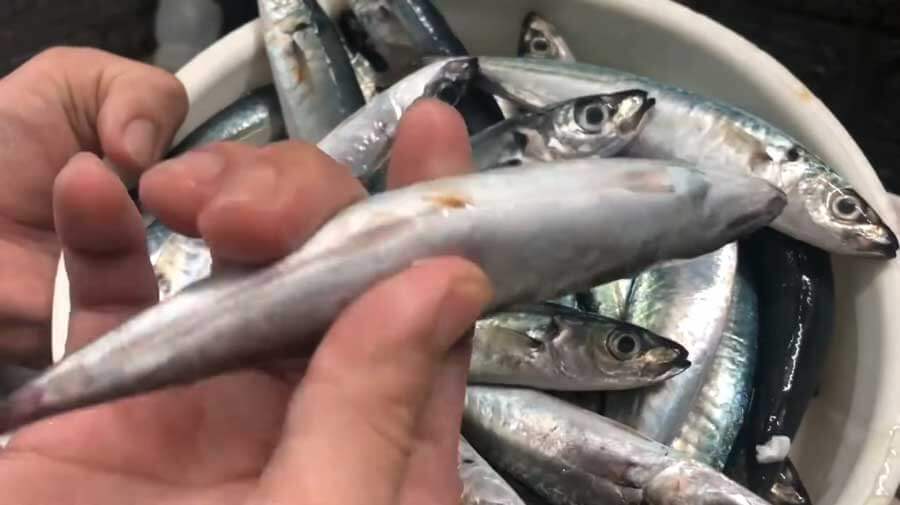cách lựa cá nục tươi ngon
