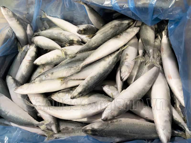Cá nục bông nguyên con size 8-10 con/kg